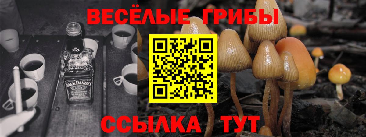 Псилоцибиновые грибы Psilocybine cubensis Берёзовский
